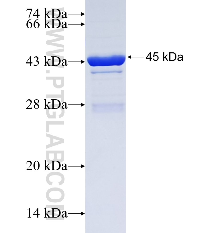 IFI35 fusion protein Ag34653 SDS-PAGE