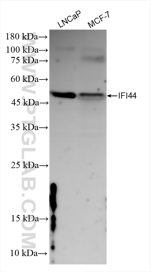 Western Blot (WB) analysis of various lysates using IFI44 Recombinant antibody (83424-1-RR)