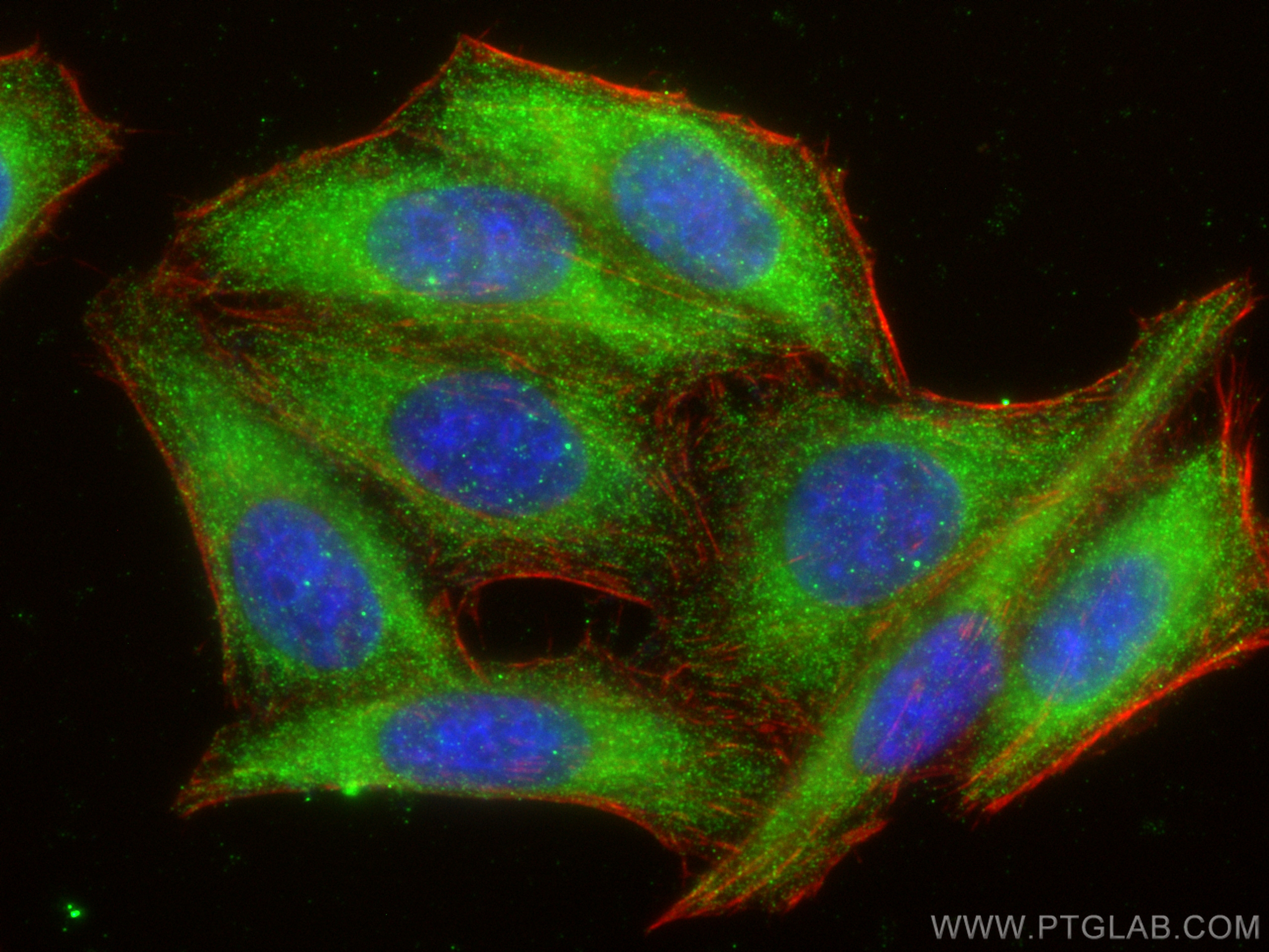 Immunofluorescence (IF) / fluorescent staining of HepG2 cells using IFIT2 Polyclonal antibody (12604-1-AP)