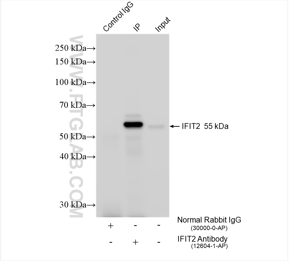 Immunoprecipitation (IP) experiment of A431 cells using IFIT2 Polyclonal antibody (12604-1-AP)