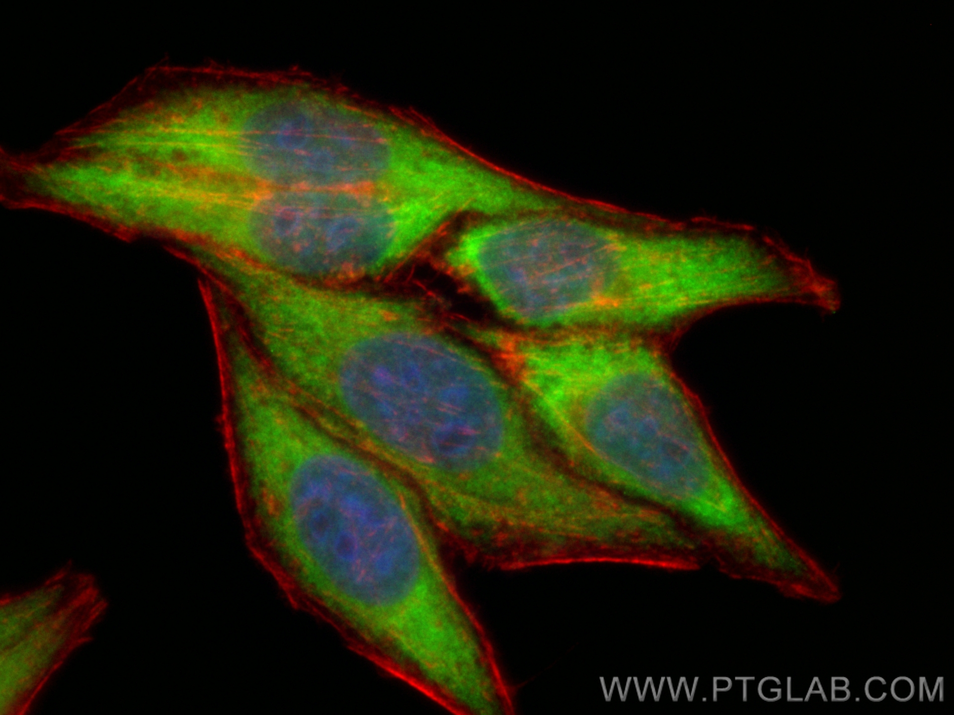 Immunofluorescence (IF) / fluorescent staining of HepG2 cells using CoraLite® Plus 488-conjugated IFIT3 Monoclonal ant (CL488-67208)