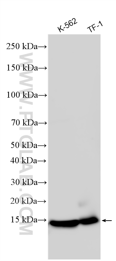 Western Blot (WB) analysis of various lysates using IFITM1 Polyclonal antibody (11727-3-AP)