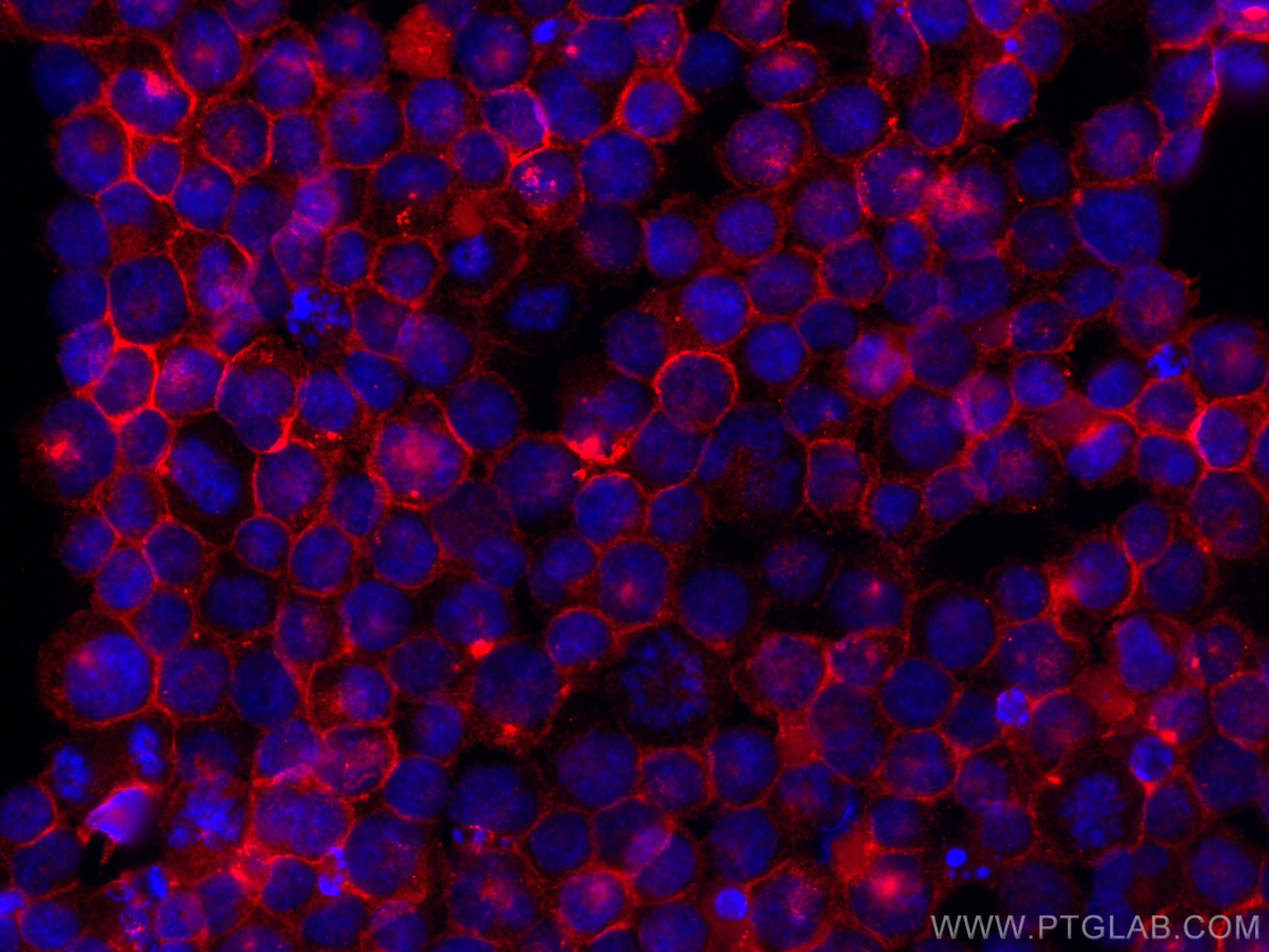 Immunofluorescence (IF) / fluorescent staining of K-562 cells using CoraLite®594-conjugated IFITM1-Specific Monoclonal (CL594-60074)