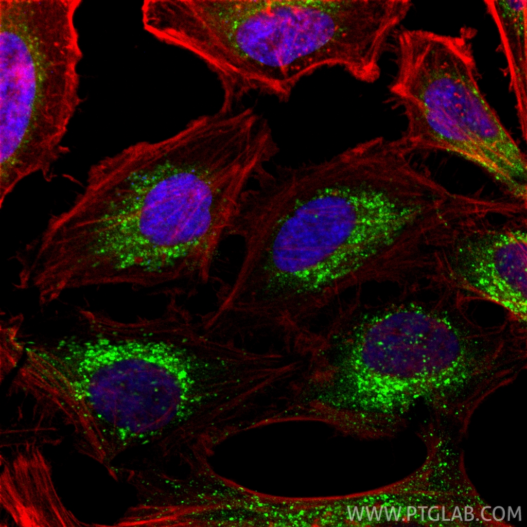 Immunofluorescence (IF) / fluorescent staining of HeLa cells using IFITM2 Polyclonal antibody (12769-1-AP)