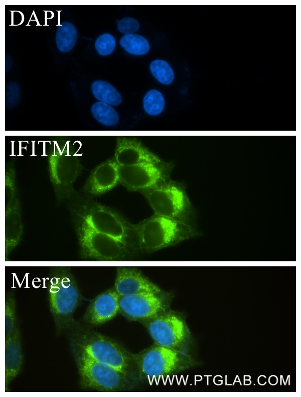 Immunofluorescence (IF) / fluorescent staining of HepG2 cells using IFITM2 Recombinant antibody (83455-5-RR)