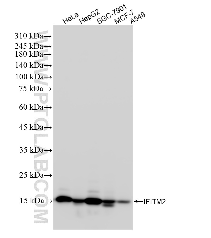 Western Blot (WB) analysis of various lysates using IFITM2 Recombinant antibody (83455-5-RR)