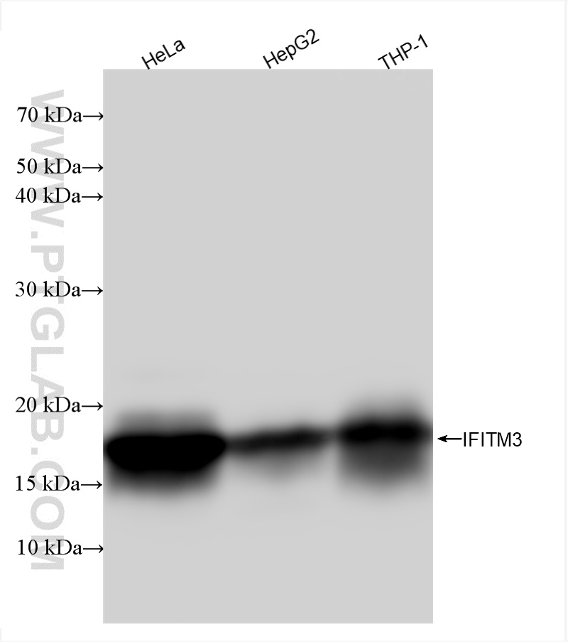 Western Blot (WB) analysis of various lysates using IFITM3 Recombinant antibody (81135-3-RR)