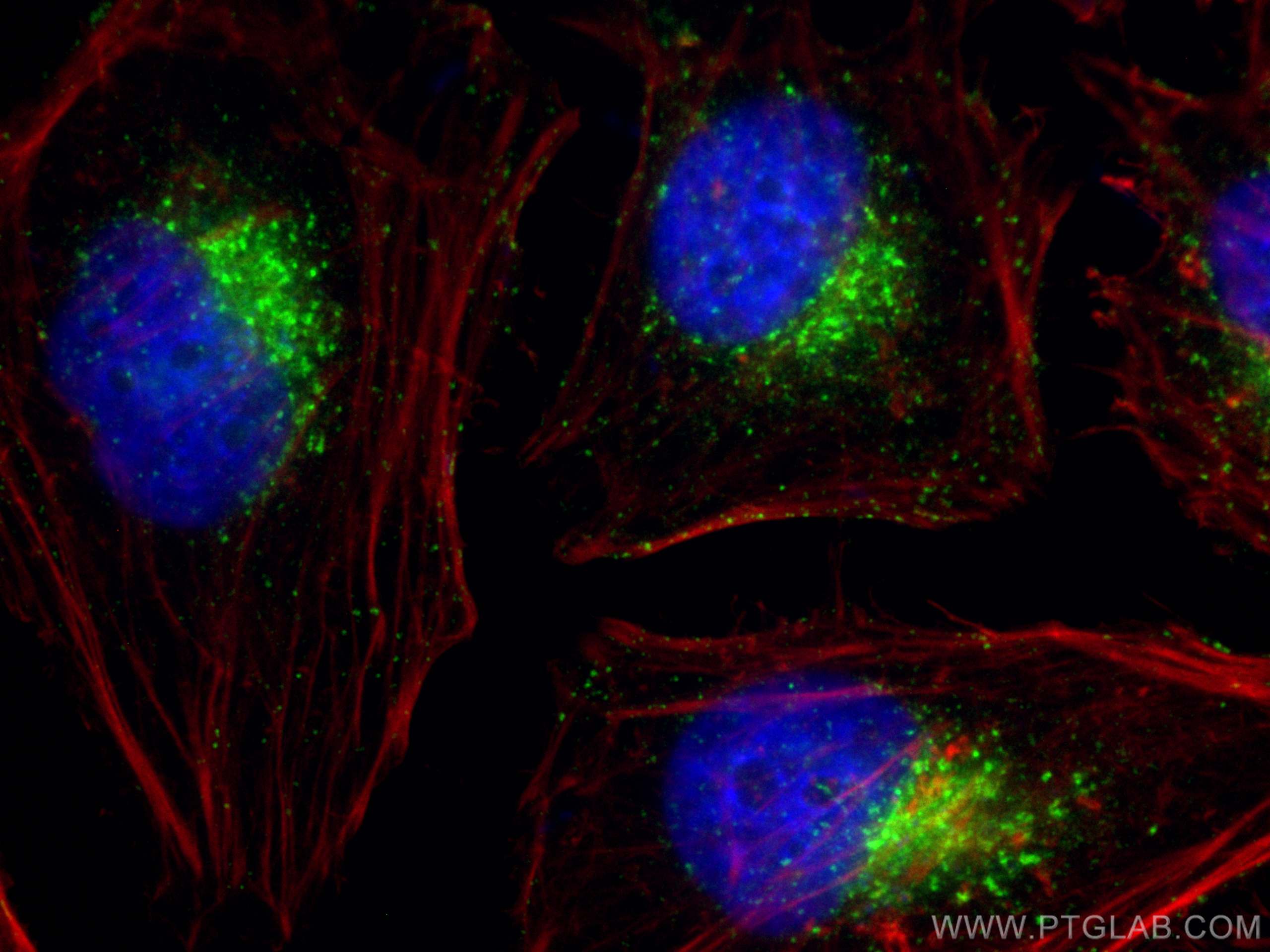 Immunofluorescence (IF) / fluorescent staining of HeLa cells using CoraLite® Plus 488-conjugated IFITM3 Polyclonal an (CL488-11714)