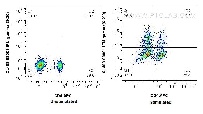 Flow cytometry (FC) experiment of rat splenocytes cells using CoraLite® Plus 488 Anti-Rat IFN-gamma (6K20) Rabbi (CL488-98001)
