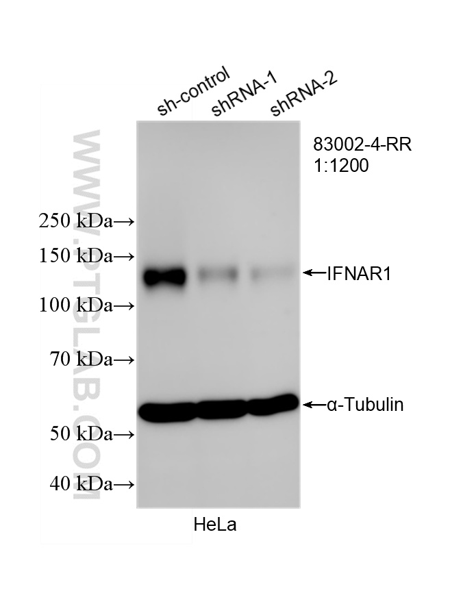 Western Blot (WB) analysis of HeLa cells using IFNAR1 Recombinant antibody (83002-4-RR)
