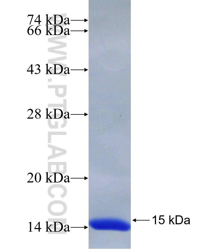 IFNG fusion protein Ag30395 SDS-PAGE