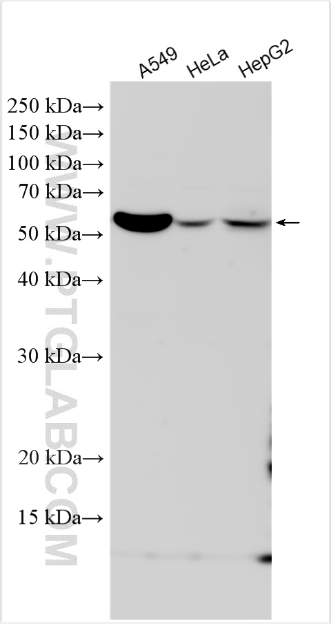 Western Blot (WB) analysis of various lysates using IFNGR2 Polyclonal antibody (10266-1-AP)