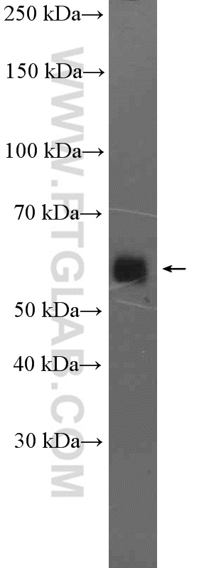 Western Blot (WB) analysis of HL-60 cells using IFRD2 Polyclonal antibody (26952-1-AP)