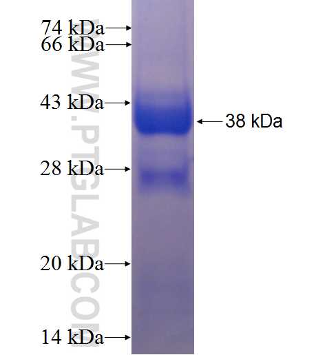 IFRD2 fusion protein Ag24541 SDS-PAGE