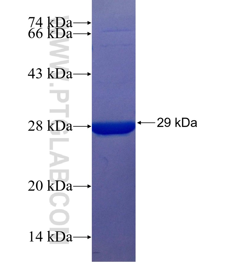 IFRD2 fusion protein Ag25057 SDS-PAGE