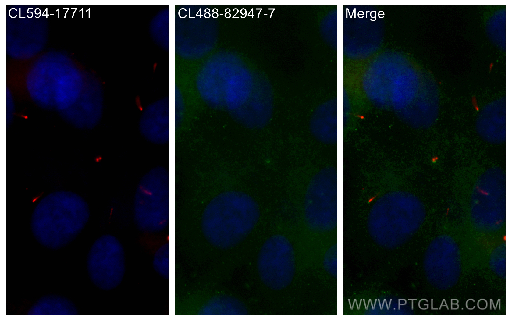 Immunofluorescence (IF) / fluorescent staining of hTERT-RPE1 cells using CoraLite® Plus 488-conjugated IFT140 Recombinant a (CL488-82947-7)