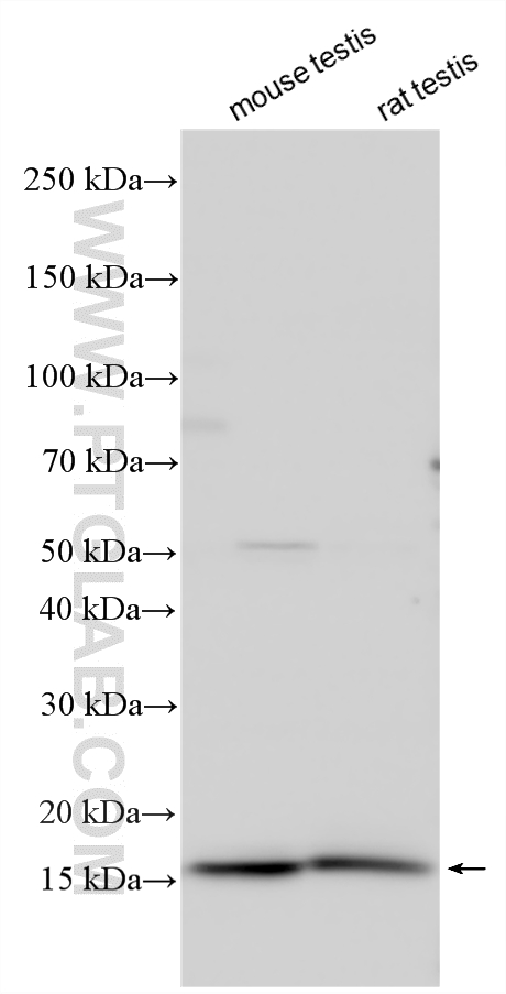 Western Blot (WB) analysis of various lysates using IFT20 Polyclonal antibody (13615-1-AP)