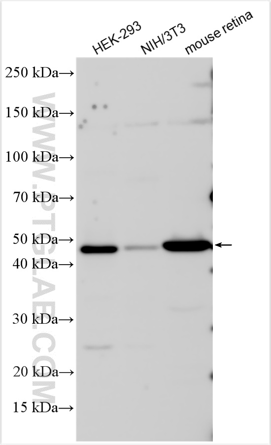 Western Blot (WB) analysis of various lysates using IFT57 Polyclonal antibody (11083-1-AP)