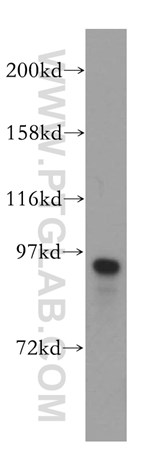 IFT88 antibody validated in western blot