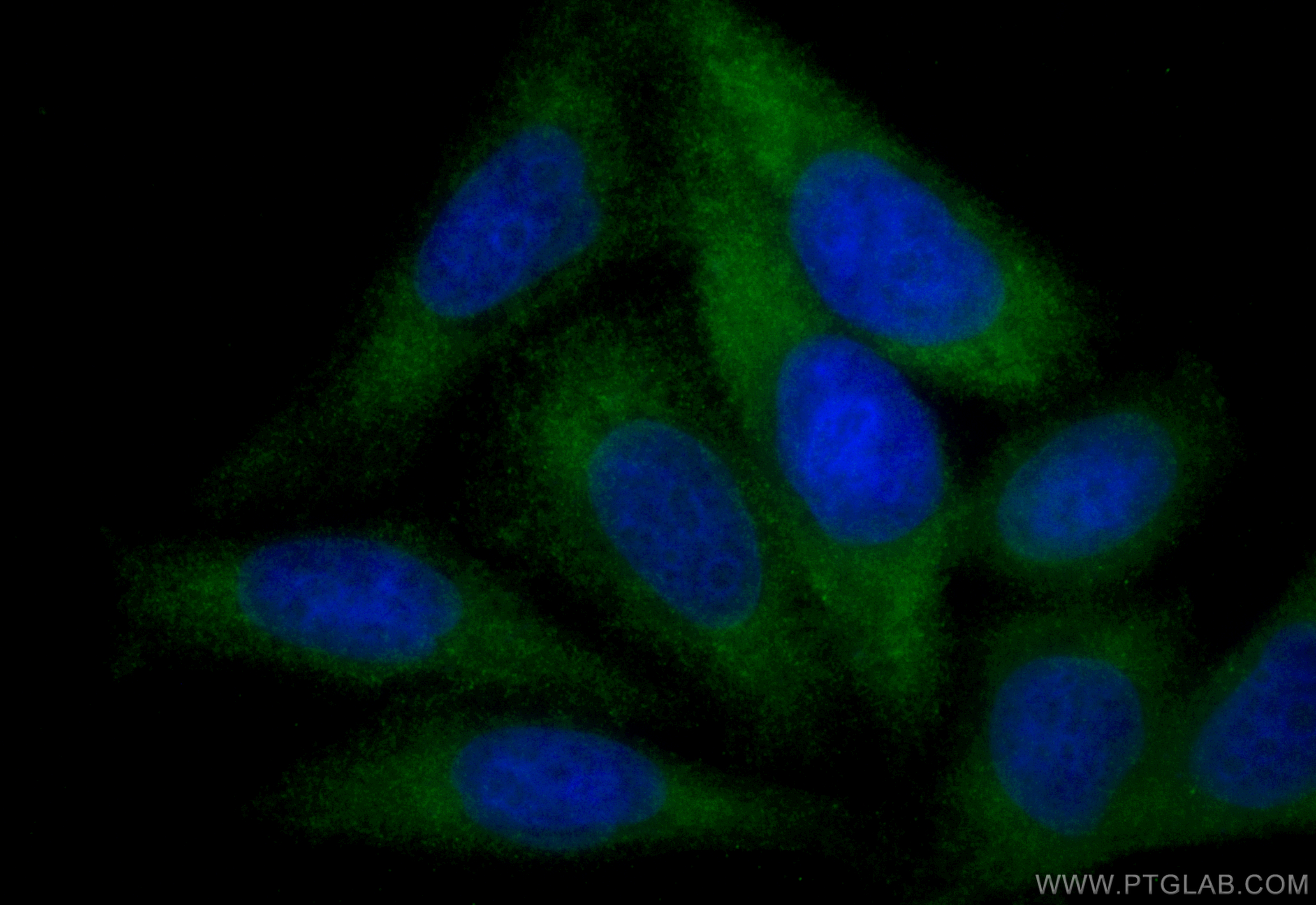 Immunofluorescence (IF) / fluorescent staining of HepG2 cells using CoraLite® Plus 488-conjugated IGF1B-Specific Polyc (CL488-20215)