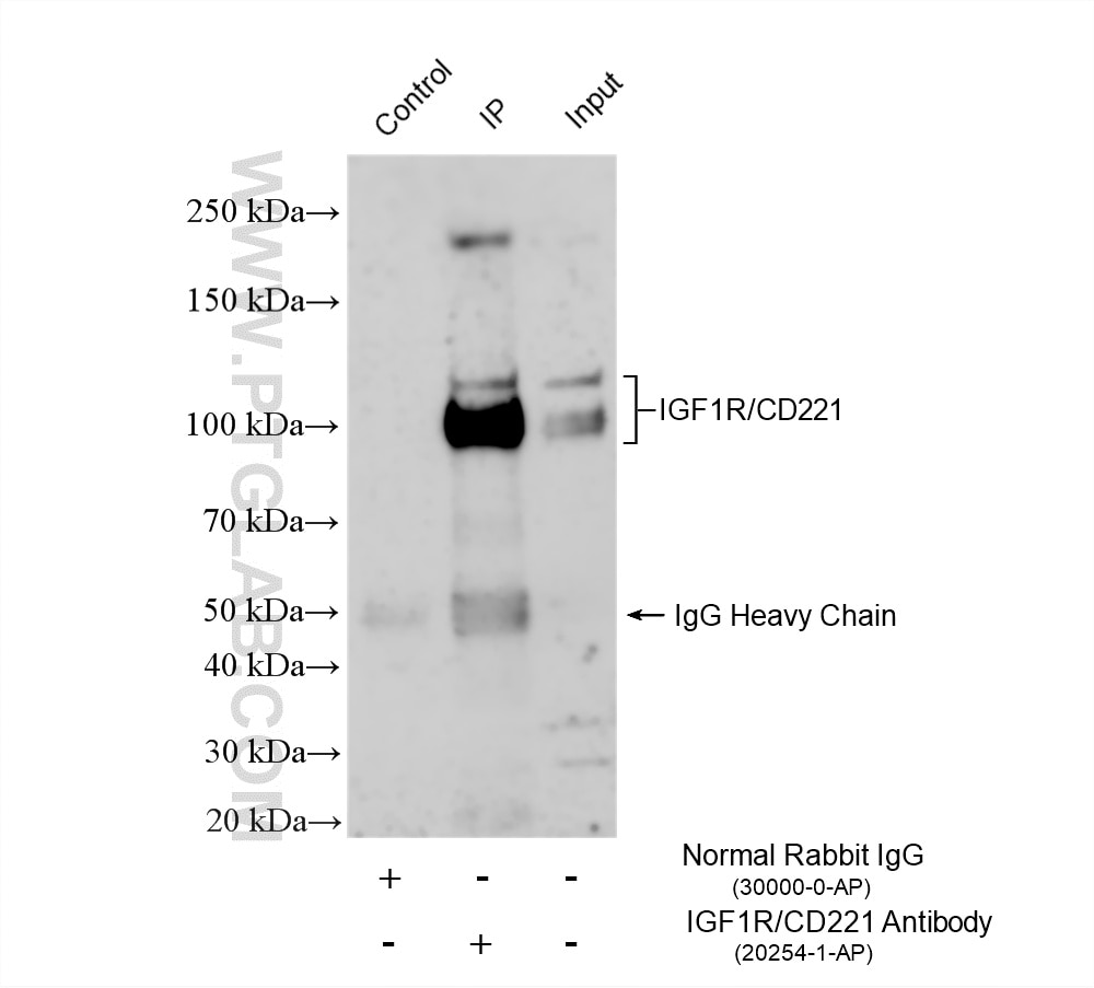 Immunoprecipitation (IP) experiment of NIH/3T3 cells using IGF1R/CD221 Polyclonal antibody (20254-1-AP)