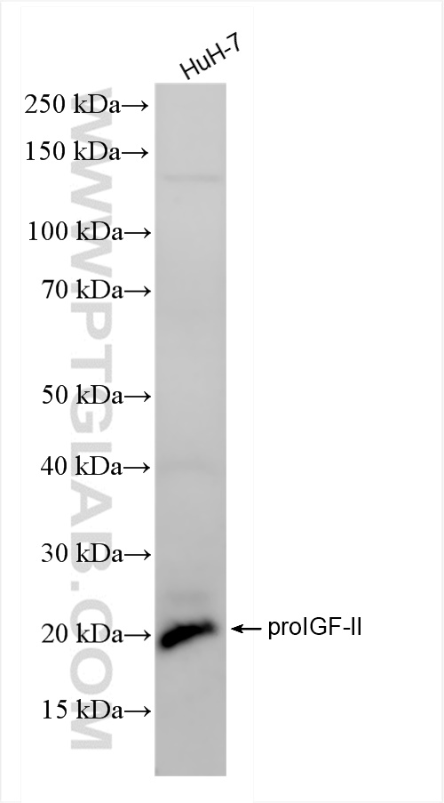 Western Blot (WB) analysis of HuH-7 cells using IGF2 Recombinant antibody (84643-1-RR)