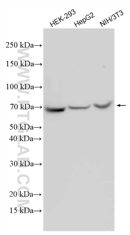Western Blot (WB) analysis of various lysates using IGF2BP3 Polyclonal antibody (14642-1-AP)