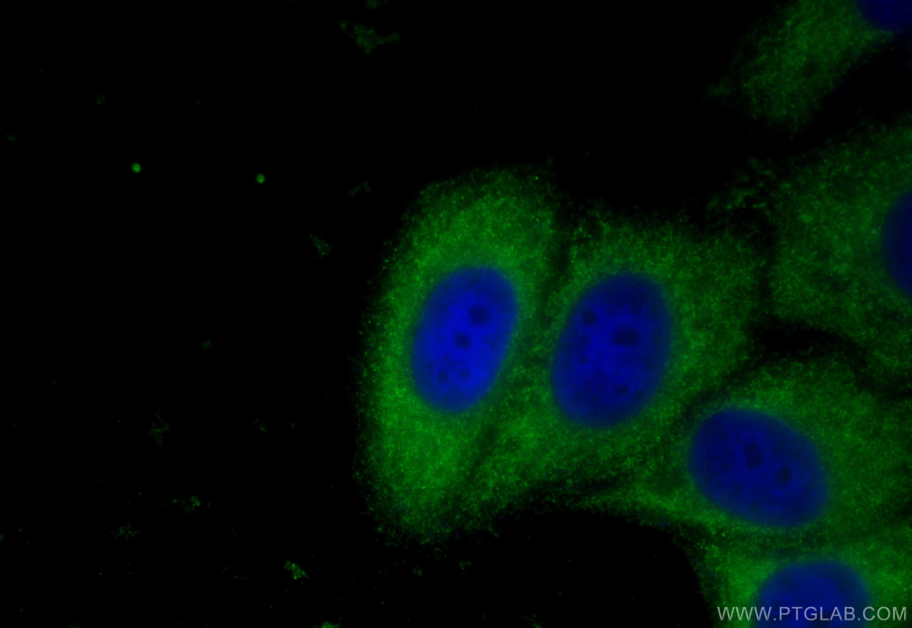 Immunofluorescence (IF) / fluorescent staining of HepG2 cells using IGF2R-Specific Polyclonal antibody (20253-1-AP)