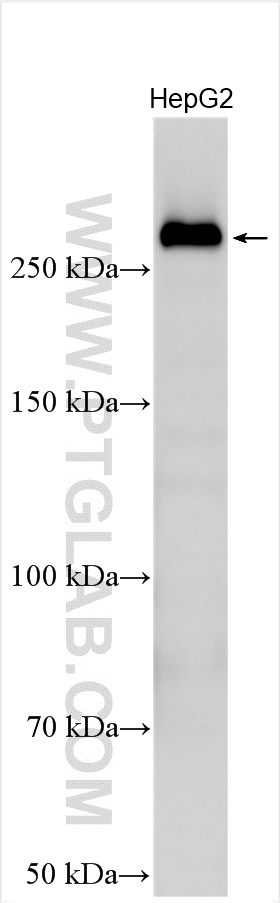 Western Blot (WB) analysis of various lysates using IGF2R-Specific Polyclonal antibody (20253-1-AP)