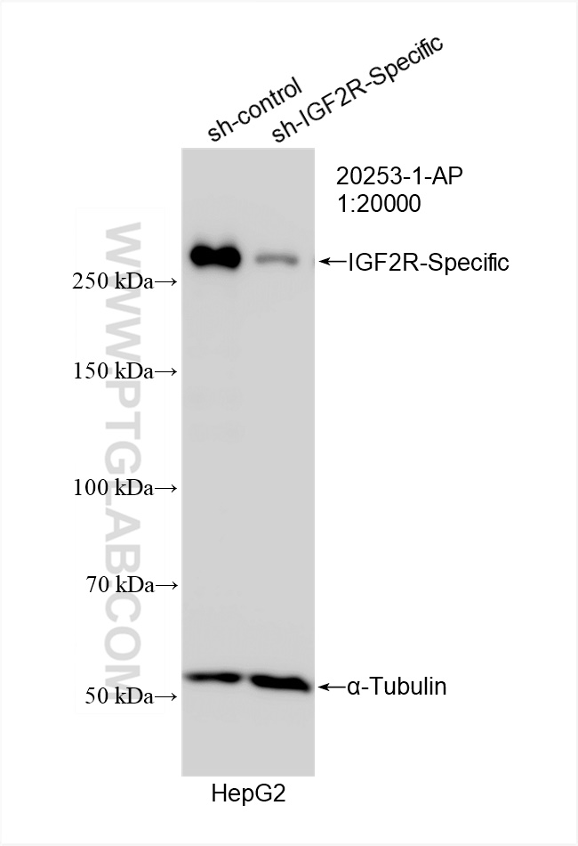 Western Blot (WB) analysis of HepG2 cells using IGF2R-Specific Polyclonal antibody (20253-1-AP)