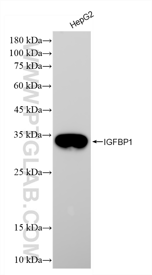 Western Blot (WB) analysis of HepG2 cells using IGFBP1 Recombinant antibody (83347-5-RR)