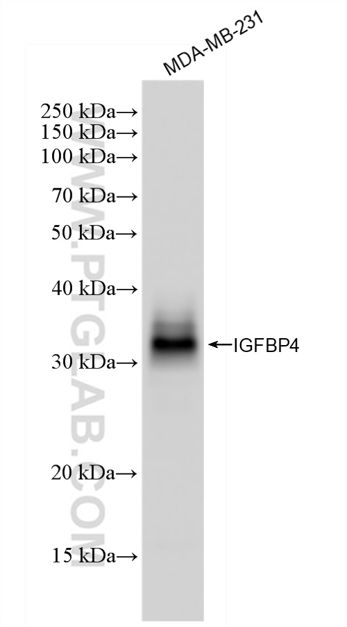Western Blot (WB) analysis of various lysates using IGFBP4 Recombinant antibody (83200-3-RR)