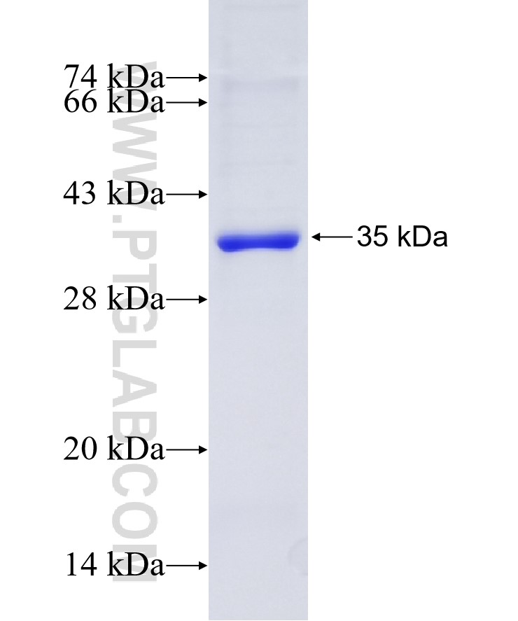IGFBP4 fusion protein Ag34800 SDS-PAGE
