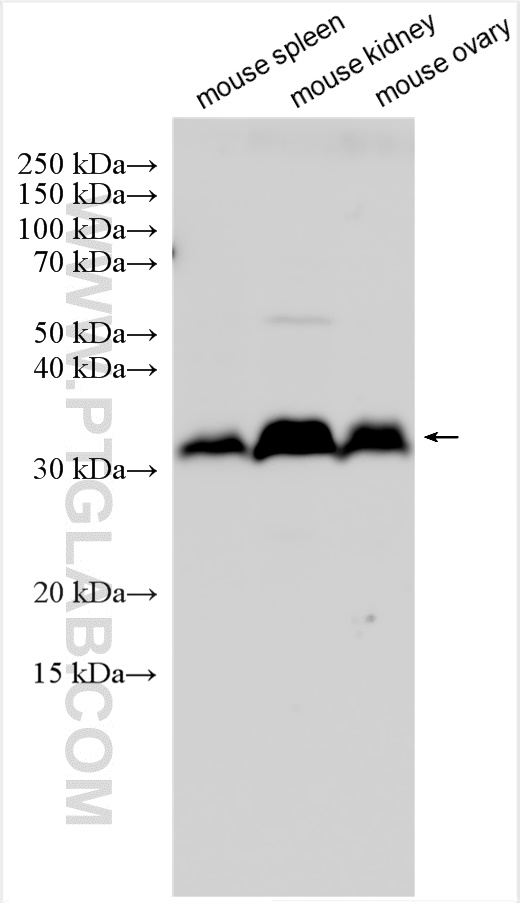 Western Blot (WB) analysis of various lysates using IGFBP7 Polyclonal antibody (30228-1-AP)