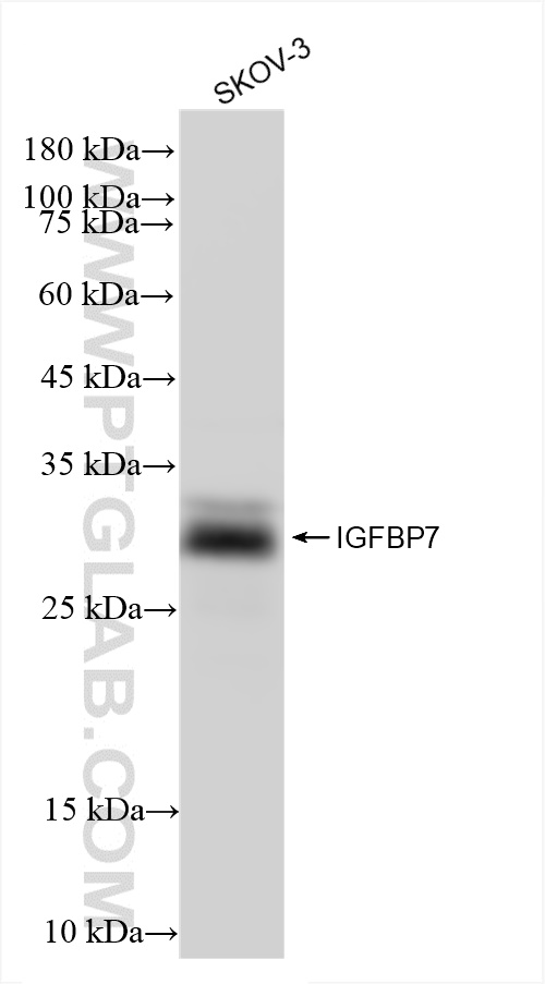 Western Blot (WB) analysis of SKOV-3 cells using IGFBP7 Recombinant antibody (83292-5-RR)