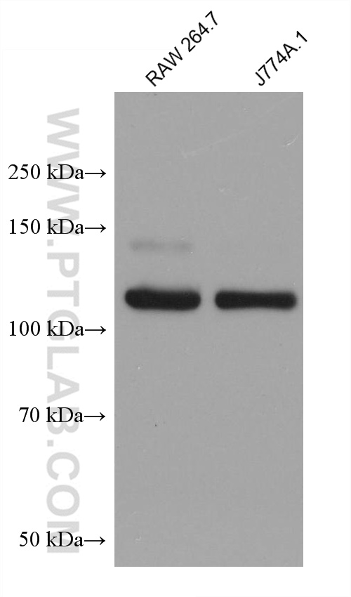 Western Blot (WB) analysis of various lysates using IGSF2 Monoclonal antibody (66333-1-Ig)