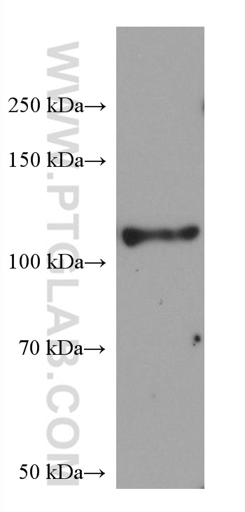 Western Blot (WB) analysis of NR8383 cells using IGSF2/CD101 Monoclonal antibody (66333-1-Ig)