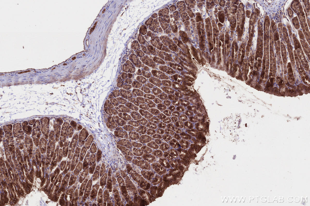 Immunohistochemical analysis of paraffin-embedded mouse stomach tissue slide using KHC2664 (ABI1 IHC Kit).