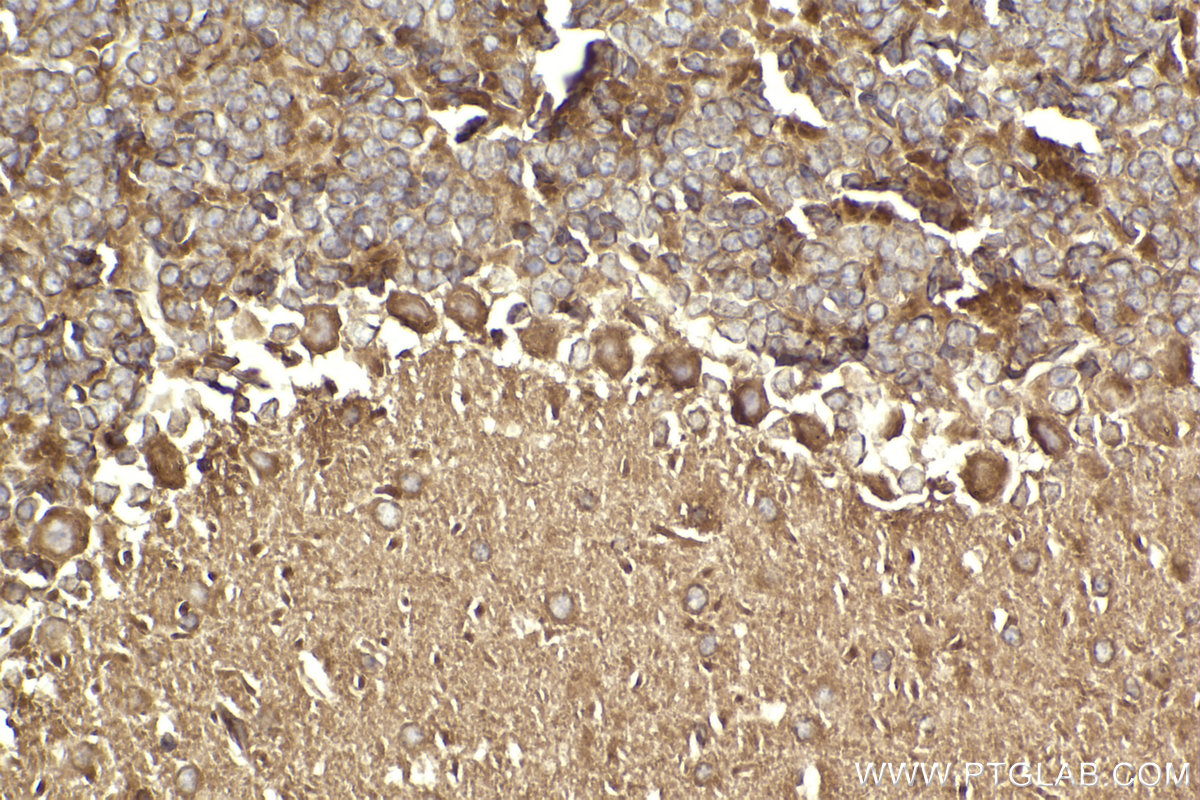 Immunohistochemical analysis of paraffin-embedded mouse cerebellum tissue slide using KHC2305 (ALDH3A2 IHC Kit).