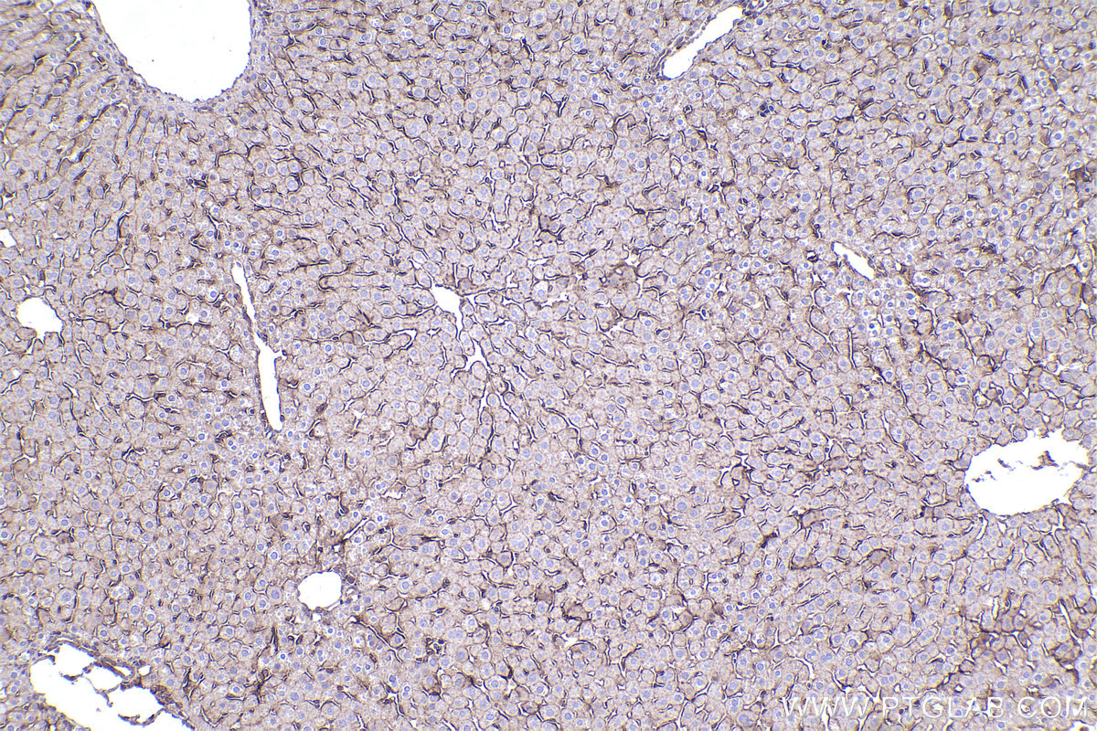 Immunohistochemical analysis of paraffin-embedded rat liver tissue slide using KHC2357 (AP2B1 IHC Kit).