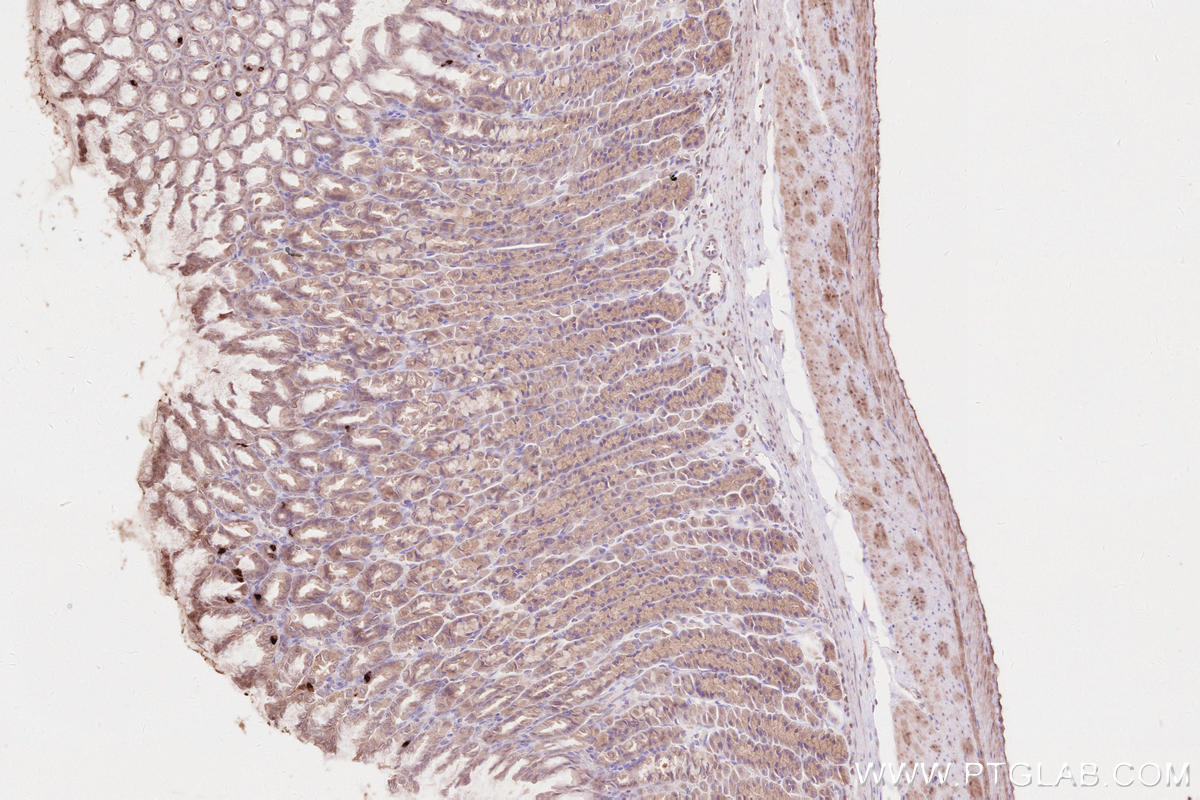 Immunohistochemical analysis of paraffin-embedded rat stomach tissue slide using KHC2605 (ARHGEF18 IHC Kit).