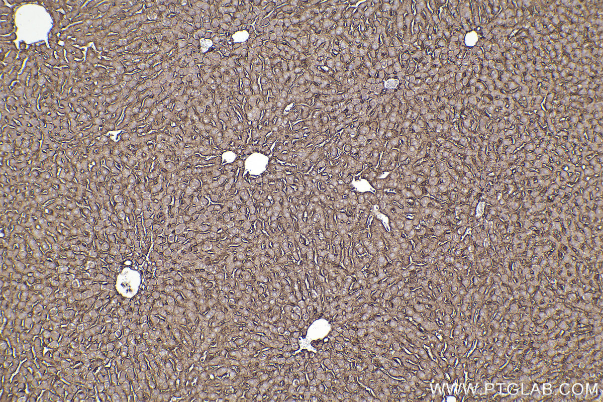 Immunohistochemical analysis of paraffin-embedded mouse liver tissue slide using KHC2275 (ATP1A1 IHC Kit).