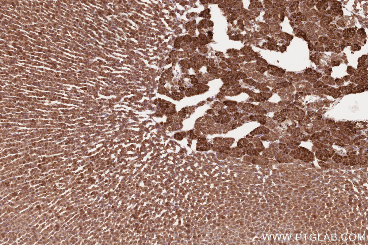 Immunohistochemical analysis of paraffin-embedded rat adrenal gland tissue slide using KHC2596 (ATRAID/C2orf28 IHC Kit).