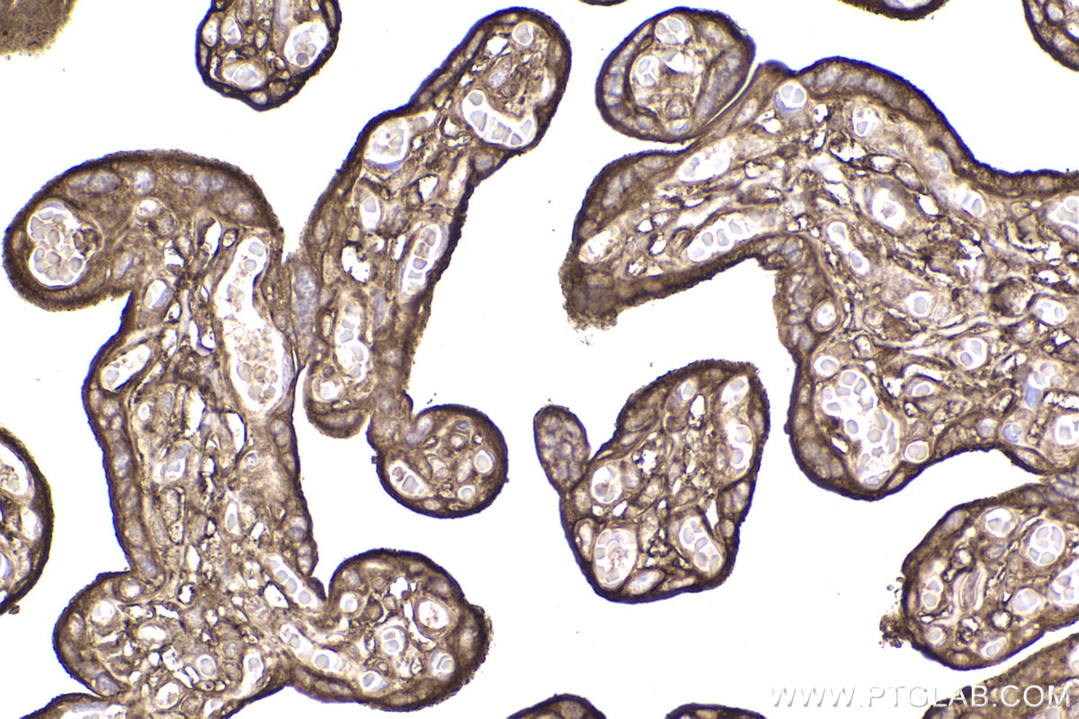 Immunohistochemical analysis of paraffin-embedded human placenta tissue slide using KHC2369 (BASP1 IHC Kit).