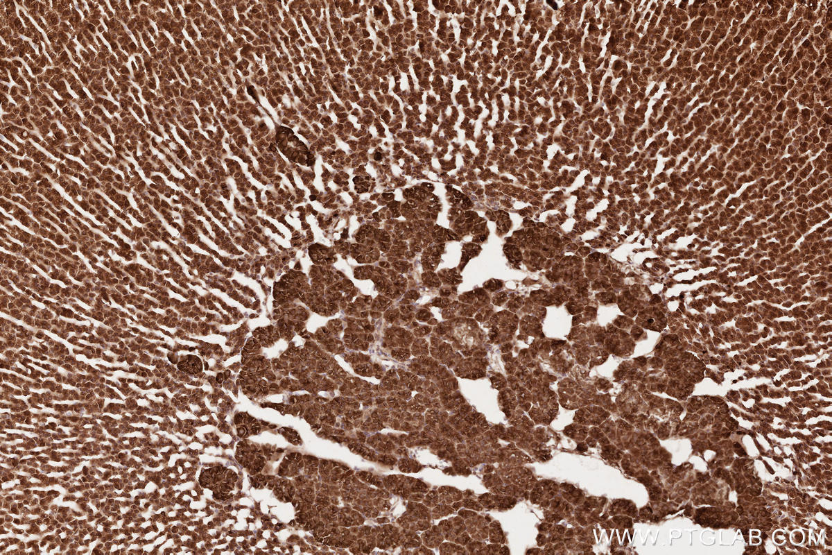 Immunohistochemical analysis of paraffin-embedded rat adrenal gland tissue slide using KHC2590 (BORA IHC Kit).