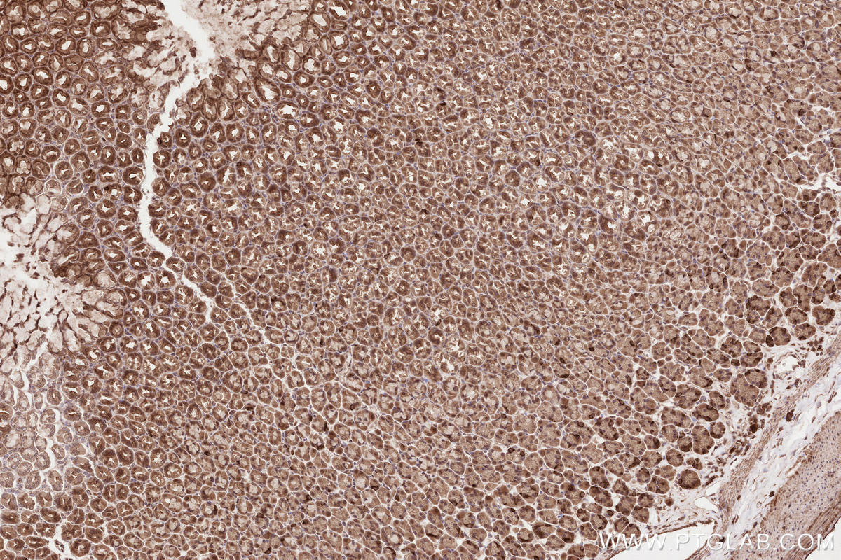 Immunohistochemical analysis of paraffin-embedded rat stomach tissue slide using KHC2590 (BORA IHC Kit).