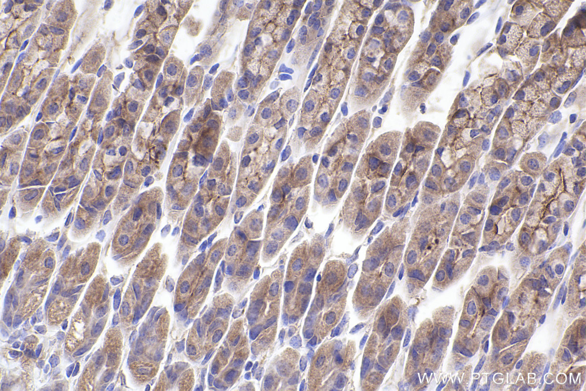 Immunohistochemical analysis of paraffin-embedded mouse stomach tissue slide using KHC2381 (BORG5/CDC42EP1 IHC Kit).