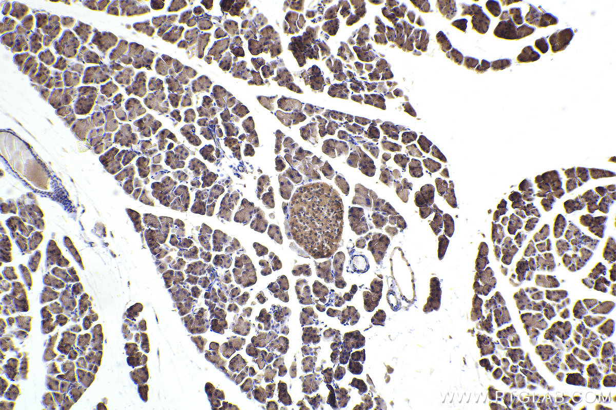 Immunohistochemical analysis of paraffin-embedded mouse pancreas tissue slide using KHC2432 (CAMK2G IHC Kit).