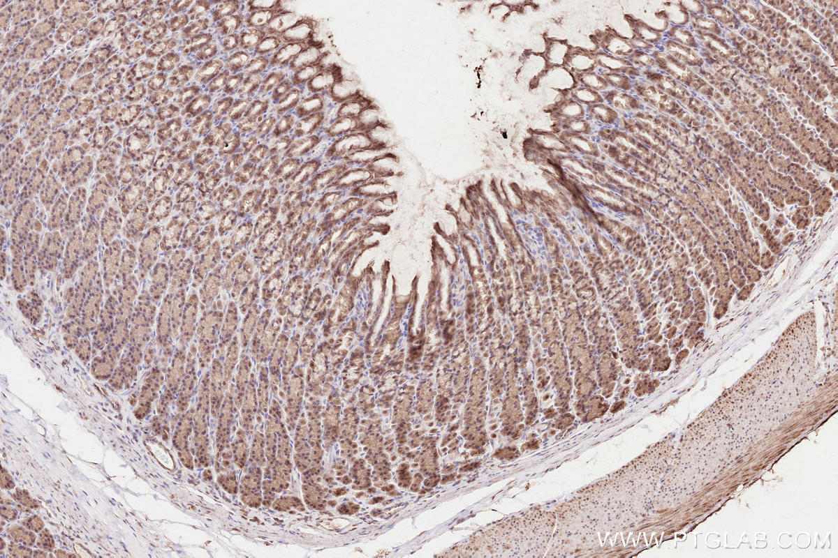 Immunohistochemical analysis of paraffin-embedded rat stomach tissue slide using KHC2580 (CAPRIN2 IHC Kit).