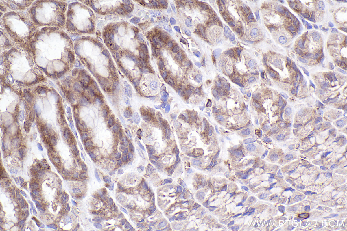 Immunohistochemical analysis of paraffin-embedded rat stomach tissue slide using KHC2313 (CAPZA1 IHC Kit).